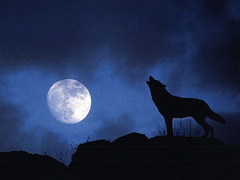Moon song, night, song, moon, fantasy, animals, wolf HD wallpaper