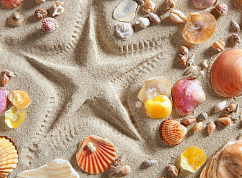 :-), starfish, summer, shell, sand, card HD wallpaper
