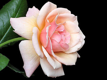 Pretty rose, rose, pink, black, flower HD wallpaper