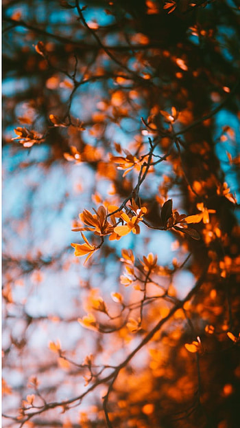 Nature, orange, natural_landscape HD phone wallpaper