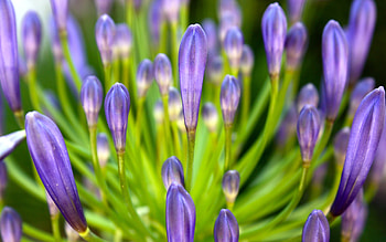 Plants, Flowers HD wallpaper