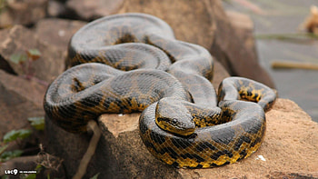 Anaconda, Snake , Sarah Cunningham HD wallpaper