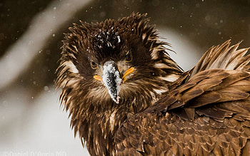 Animals, Snow, Bird, Eagle, Disheveled, Dishevelled HD wallpaper