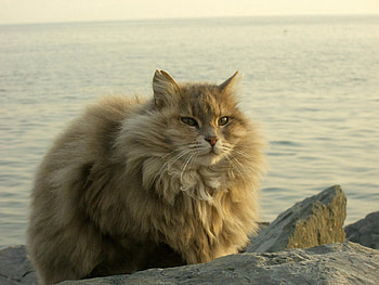 Animals, Rivers, Stones, Sit, Cat, Fluffy, Fat, Thick HD wallpaper