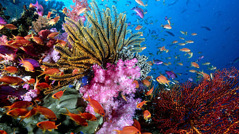 Coral reef , resolution, Colorful underwater scenes, Oceanic beauty HD wallpaper
