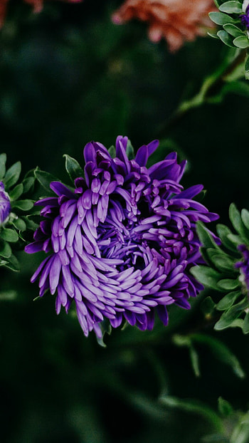 Purple chrysanthemum bloom, Beautiful flower , Nature's vibrant display, Petal perfection HD phone wallpaper