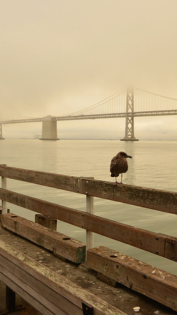 San Francisco Skyline, Beach , Coastal beauty, Urban escape HD phone wallpaper