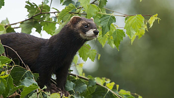 Ferret animals, Playful creatures, Furry companions, Curious nature HD wallpaper