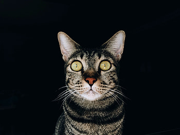 Animals, Cat, Striped, Pet, Grey, Sight, Opinion HD wallpaper