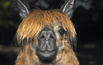 Smiling llama, Expressive animal portrait, Redhead llama, Joyful creature HD wallpaper