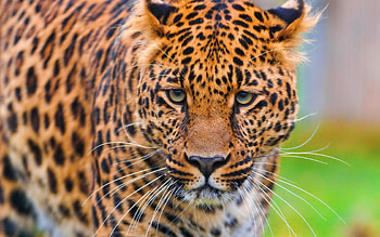 Animals, Grass, Leopard, Muzzle, Predator, Big Cat HD wallpaper