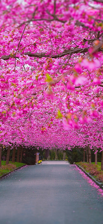 Cherry Blossom, Parks HD phone wallpaper