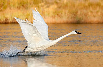 Birds Take Off, take off, cool, birds HD wallpaper