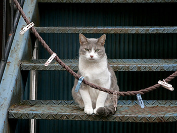 Animals, Sit, Cat, Ladder, Stairs, Clothespins HD wallpaper