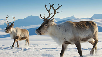 Arctic reindeer, Winter wonders, Arctic wilderness, Breathtaking beauty HD wallpaper