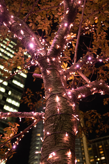 Shine, Light, Miscellanea, Miscellaneous, Wood, Tree, Illumination, Garland, Decoration, Illuminations HD phone wallpaper