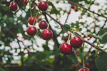 Food, Cherry, Berries, Branch, Ripe HD wallpaper