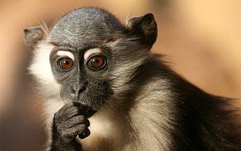 Cool Monkey Baby HD wallpaper
