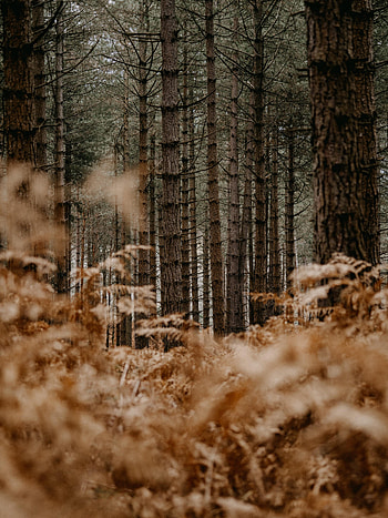 Nature, Trees, Pine, Fern, Forest HD phone wallpaper