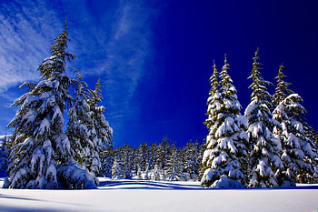 Winter, Forest, Snow, Landscape, Nature HD wallpaper