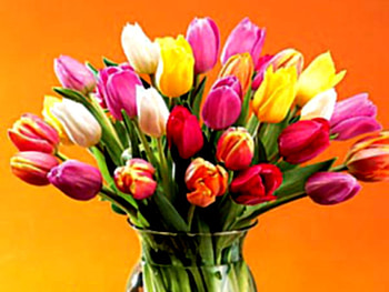 Tulips on orange background, tulip, pink, bouquet, flower, nature HD wallpaper