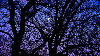 Trees Branches Moon Blue Sky Silhouette Background graphy HD wallpaper