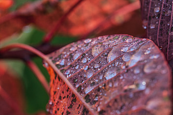 Drops, Macro, Sheet, Leaf, Branch, Dew HD wallpaper