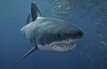 Great white shark, Shark Great, White Shark , Shark HD wallpaper
