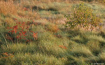 october meadow, meadow, october, season HD wallpaper