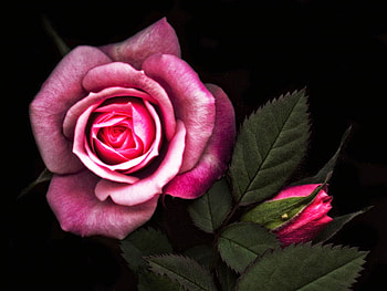 Pink rose, pink, nature, flowers, roses HD wallpaper