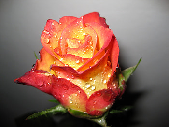 Flowers, Drops, Flower, Rose Flower, Rose, Bud, Shadow, Freshness HD wallpaper