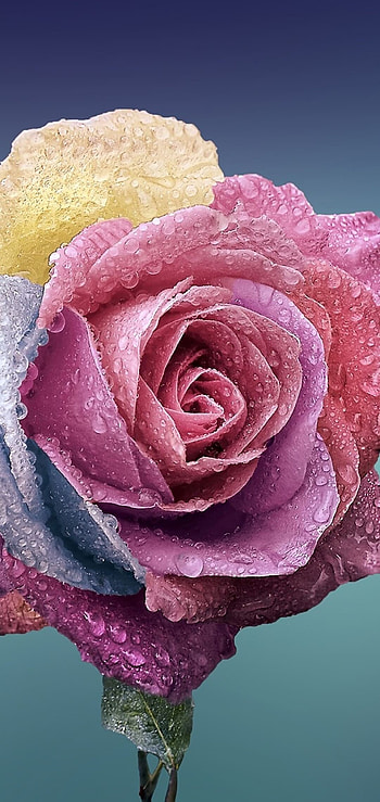 Artificially Colored, Roses HD phone wallpaper