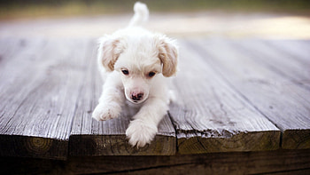 Animals, Dog, Stroll, Puppy, Kid, Tot, Wooden Floor HD wallpaper