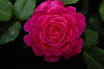 ROSE, COLOR, PETALS, LEAVES, NATURE HD wallpaper