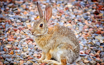 Desert cottontail, Hares HD wallpaper