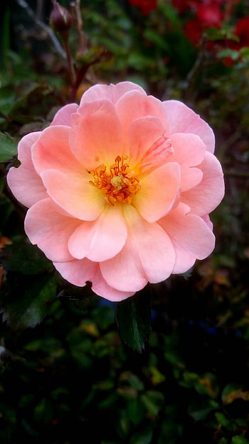Pink Flower, pink flower, blossom, earth, nature, flower HD phone wallpaper