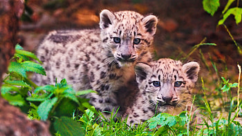 Snow Leopard Siblings, sweet, leopard, graphy, animals, snow, cats, siblings, cute HD wallpaper