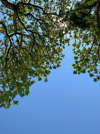Nature, Leaves, Wood, Tree, Branches, Bottom View HD phone wallpaper