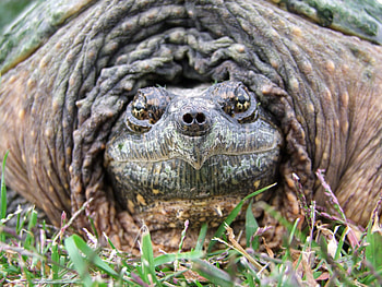 Release Me, Let Me Go, turtle, snapping, snapper, mud HD wallpaper