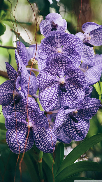 Vanda Orchid, Flowers HD phone wallpaper