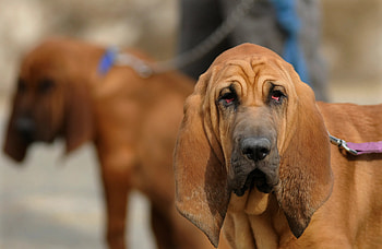 Bloodhound, Police work, Tracking abilities, Canine champions HD wallpaper