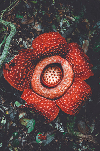 Flowers, Flower, Spotted, Spotty, Exotic, Rafflesia, Flower Monster HD phone wallpaper