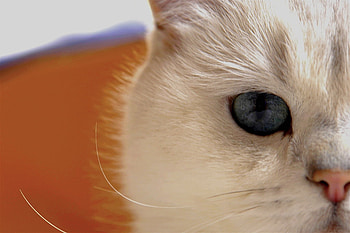 I HAVE MY EYE ON YOU!, cornea, white, cute, cat, blue eye, fluffy HD wallpaper