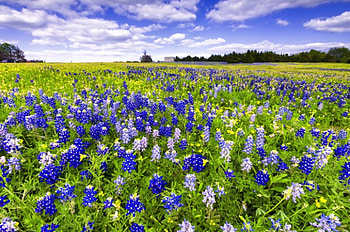 Texas bluebonnets festival, bluebonnets, festival, Texas, meadow, beautiful, spring, summer, wildflowers, carpet, pretty, field, clouds, nature, flowers, sky, lovely HD wallpaper