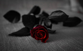 Stunning close-up of a red rose on a dark fabric background with selective color effect. HD wallpaper