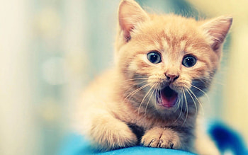 Beloved pets, Cherished creatures, Unconditional love, Heartwarming moments HD wallpaper