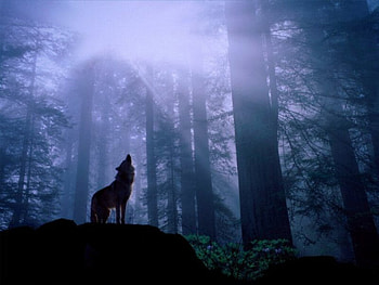 Howling wolf, howling wolf in the dark, middle of the forest HD wallpaper
