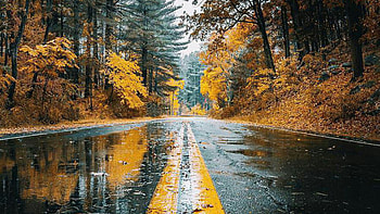 Wet Autumn Road, Road, Leaves, Fail, Trees, Rainy HD wallpaper
