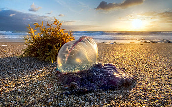 Pearl of the Sea, Jupiter Island , Southern Florida, sea, sand, sky, usa, beach, sunset HD wallpaper