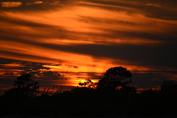 Trees, Sunset, Dark, Silhouettes HD wallpaper